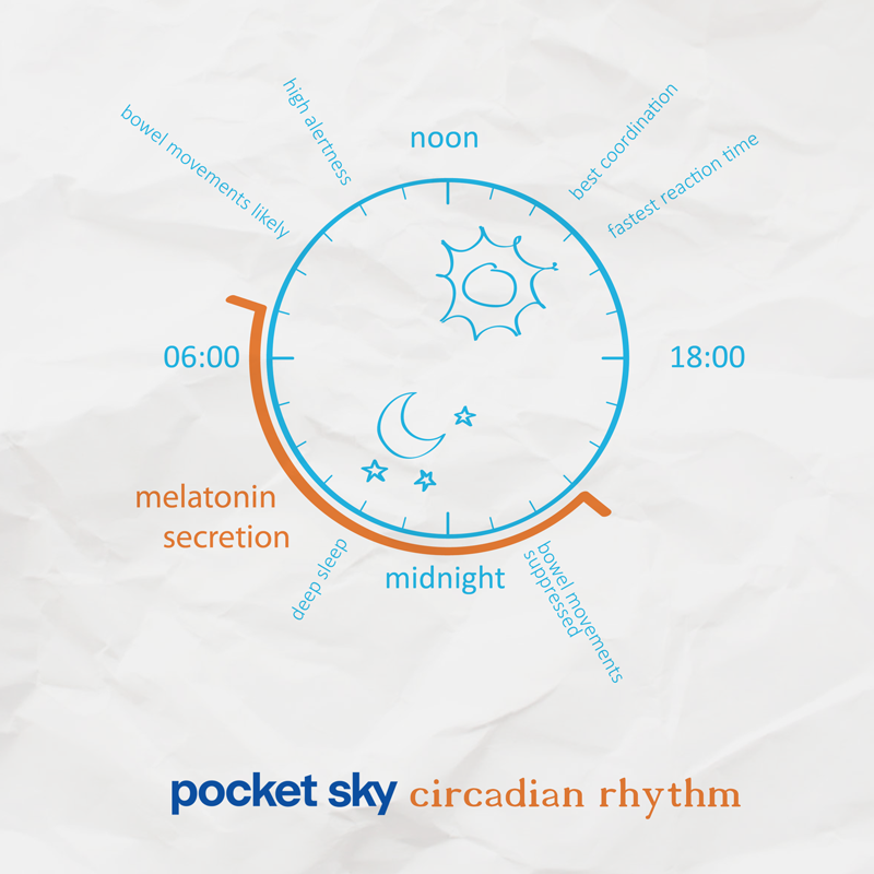 circadian rhythm explanation